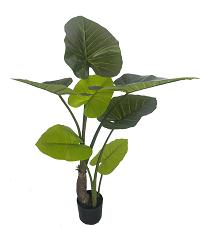 Alocasia Calidora x7lvs  105cm  0/2