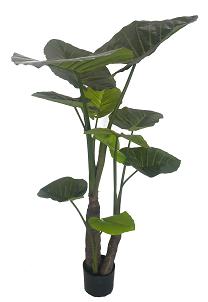 Alocasia Calidora x7lvs  180cm  0/2