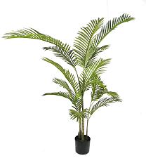 Areca palm tree 14lvs  150cm   0/2