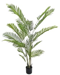 Areca palm tree 18lvs  180cm   0/2