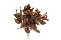 Coleus 40cm   vert/rouge