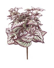 Begonia rex bush 46cm  purple/cream  12/120