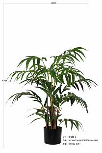 Areca palm tree 80cm   0/6