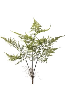 Asparagus plumosum bush flocked 39cm 24/192