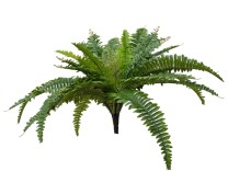 Boston fern x42 lvs  56cm   green   6/60