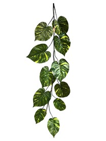 Pothos garland giant x11lvs  180cm   4/16